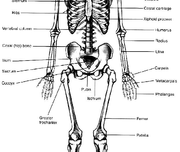 gambar-rangka-manusia