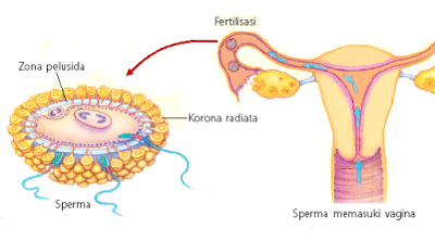 fertilisasi