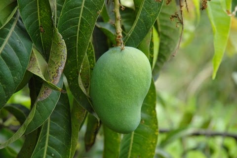  Klasifikasi  dan Manfaat Mangga  Pustaka Sekolah