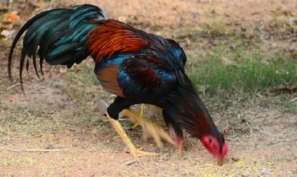 Tips Mengatasi Nafsu Makan Berkurang Pada Ayam Bangkok Aduan