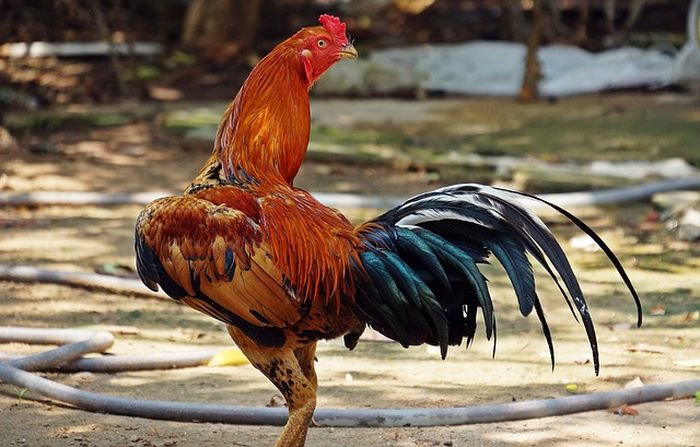 nafsu makan ayam