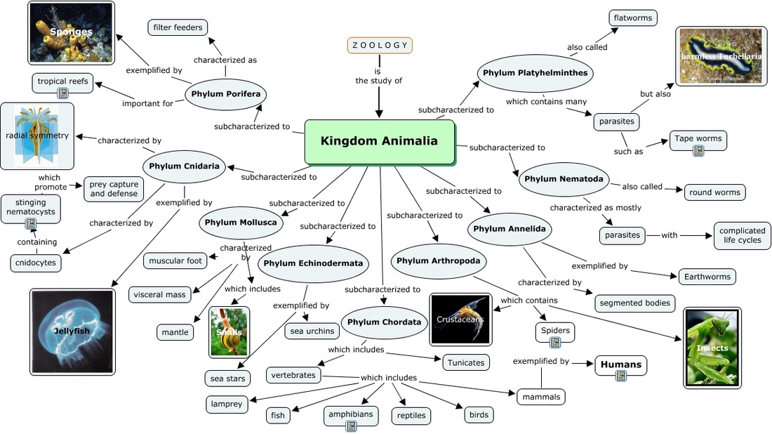 animalia kingdom