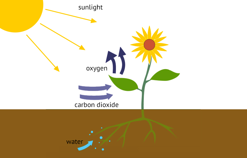 Нужен ли свет при фотосинтезе. Фотосинтез. Фотосинтез растений для детей. Фотосинтез анимация. Фотосинтез вектор.