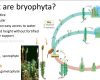 Bryophyta