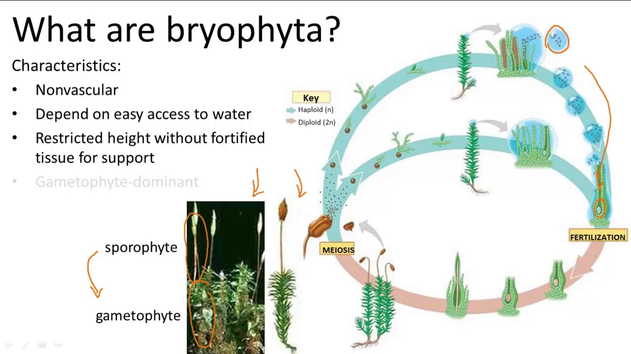 Bryophyta