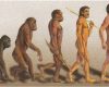 evolusi manusia