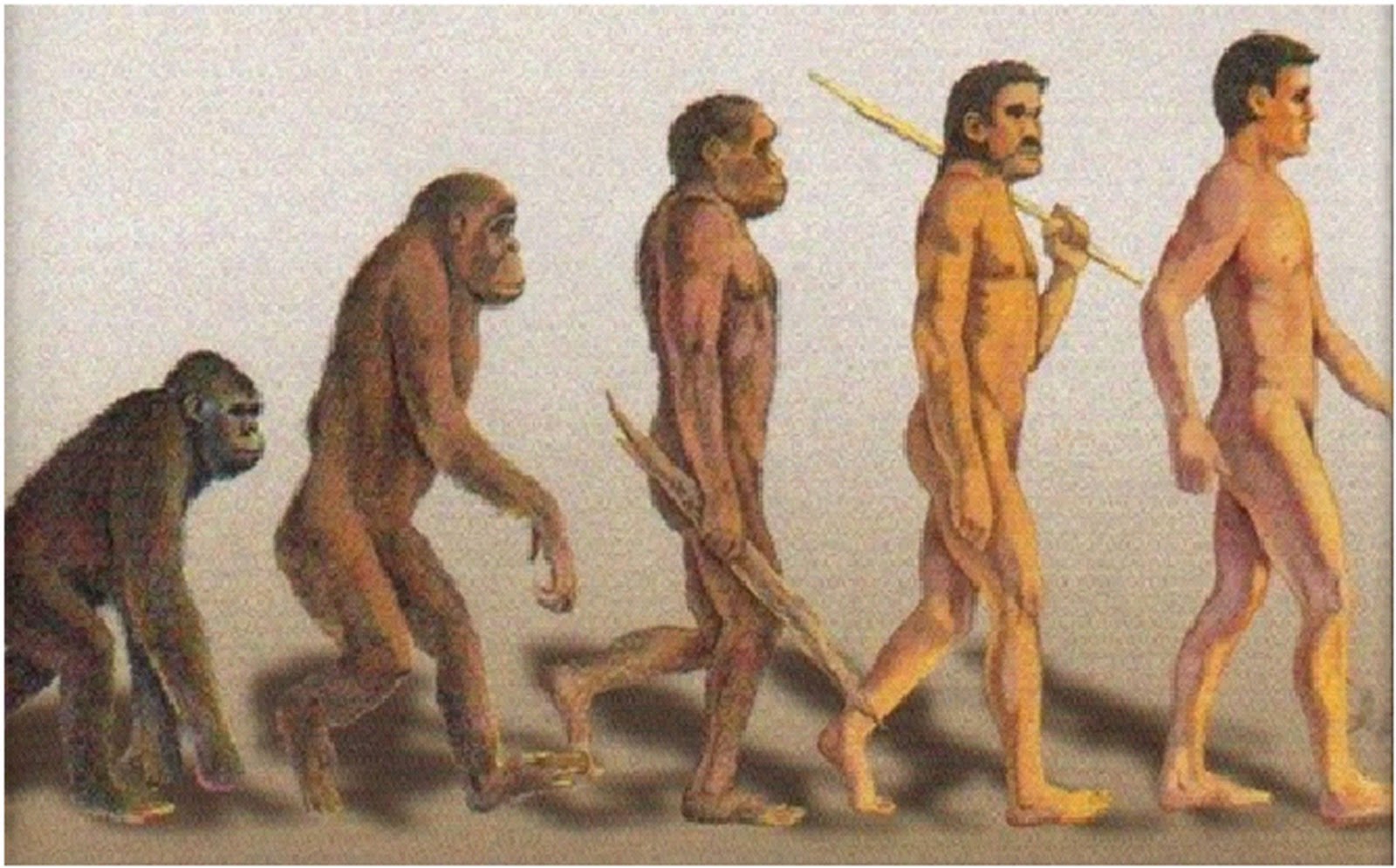 evolusi manusia