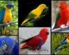 burung