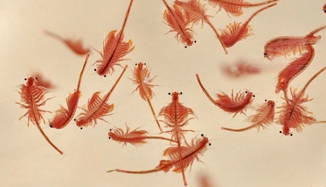 artemia cupang