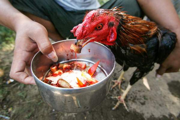 perawatan ayam aduan 