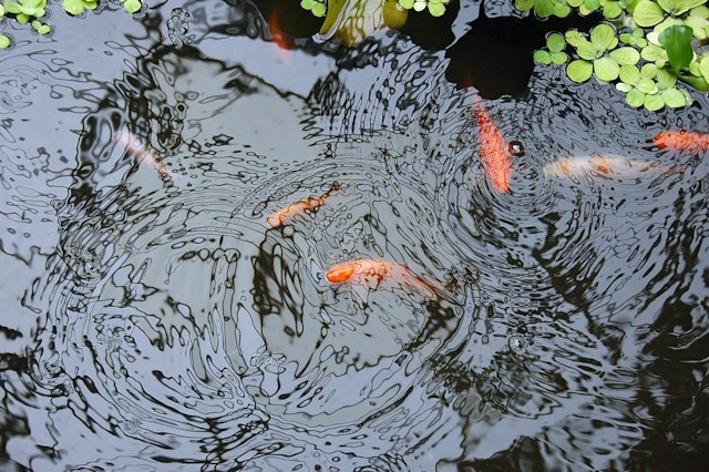 persiapan bikin kolam ikan di rumah