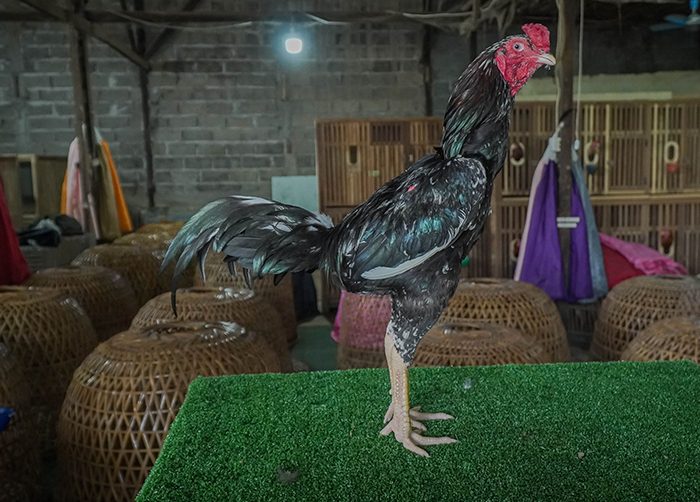jamu ayam aduan