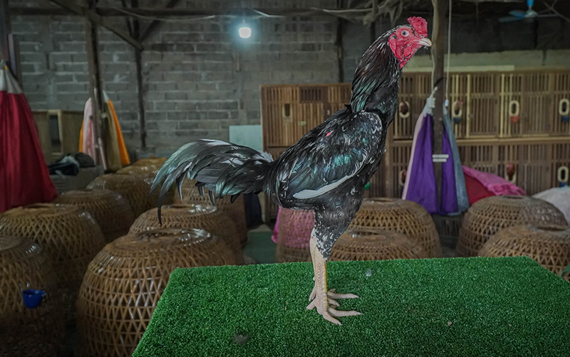 jamu ayam aduan